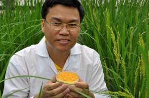 Golden Rice